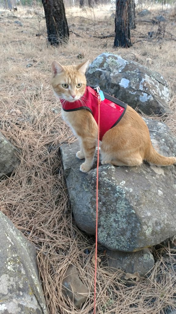 Hobbes on a leash