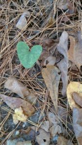 heart-shaped leaves