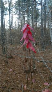 brilliant red leaves