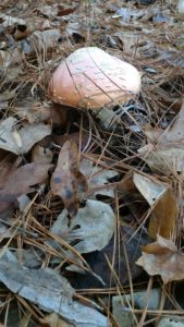 mushroom in the foresy