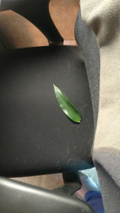 leaf on chair